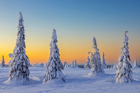 Tykky forest, snow covered spruce trees on the taiga at sunrise in winter, Riisitunturi National
