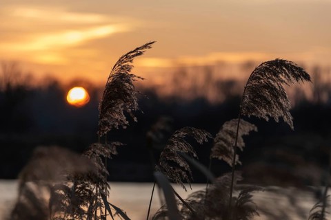 Reeds on the lakeshore at sunset with bright orange sky and silhouettes, Germany, Europe