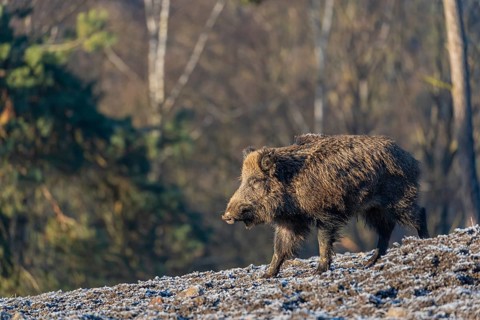 One young wild boar or wild pig (Sus scrofa) searching for food on a hoar frosted opening in early