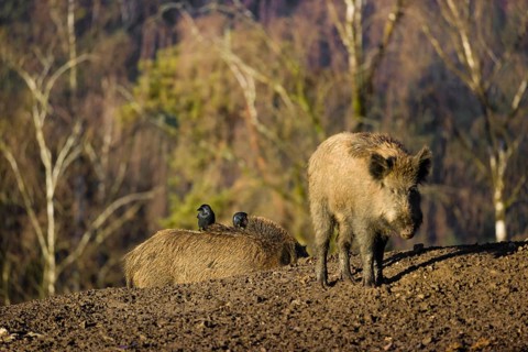 Two wild boar or wild pig (Sus scrofa) standing in a clearing. First sweet morning light. Two
