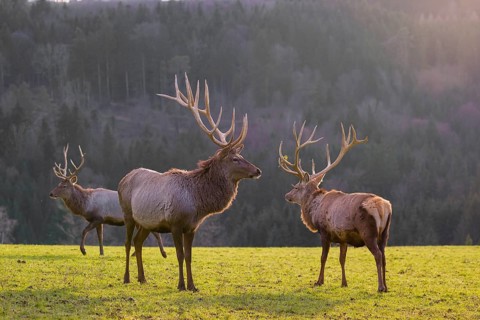 Three Altai maral stags, Altai wapiti or Altai elk (Cervus canadensis sibiricus) stand in a meadow