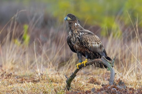 Ringed white-tailed eagle, Eurasian sea eagle, erne (Haliaeetus albicilla) juvenile perched in tree