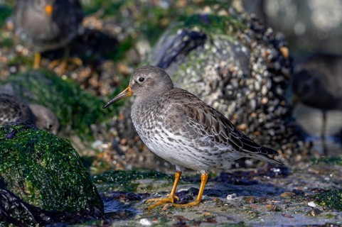 Purple sandpipers (Calidris maritima) in non-breeding plumage foraging among rocks on rocky shore