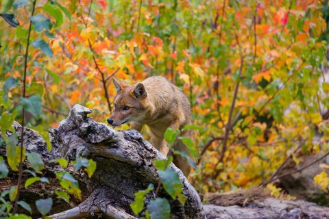One golden jackal (Canis aureus) stands on a fallen tree trunk. Behind him is a tree in intense
