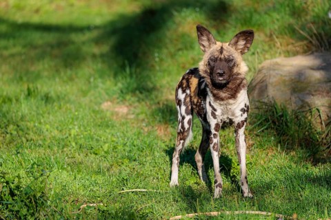 An African Wild Dog, Lycaon pictus, stands on a green meadow in bright sunlight, watching something