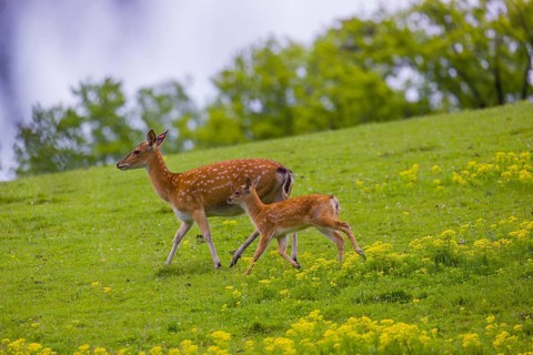 One female Manchurian sika deer or Dybowski's sika deer (Cervus nippon mantchuricus or Cervus