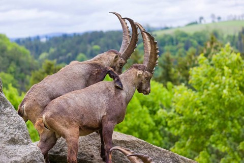 Two young male ibex (Capra ibex) playfight on rocks