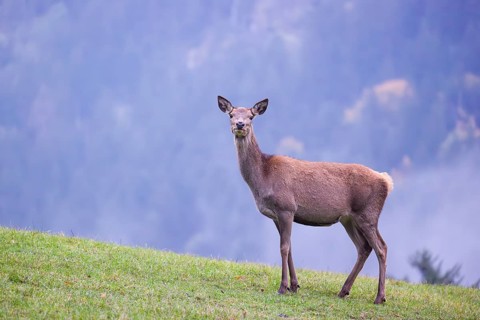 A red deer hind (Cervus elaphus) stands in a meadow on a foggy day