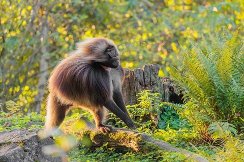 An adult male gelada (Theropithecus gelada), or bloodheart monkey, runs in beautiful light across a
