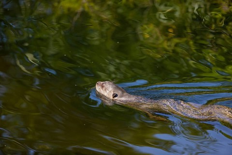 One giant otter or giant river otter (Pteronura brasiliensis) swimming in a river