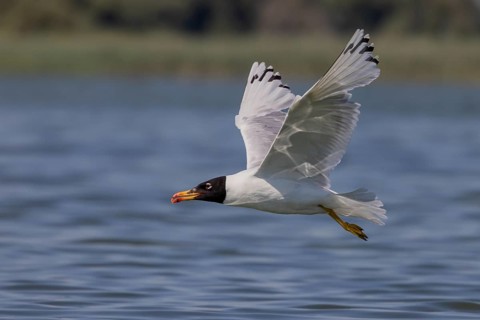 Herring gull (Ichthyaetus ichthyaetus), flying over the water, Danube Delta, Romania, Europe