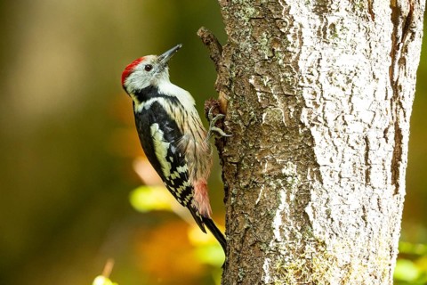 Middle spotted woodpecker (Dendrocopus medius) Germany