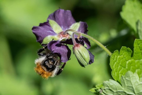 Field bumblebee (Bombus pascuorum) on cranesbill (Geranium phaeum), Emsland, Lower Saxony, Germany,
