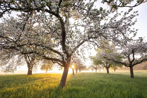 Fresh blossom, morning light, ground mist... simply magical! Foothills orchard meadow in bloom -