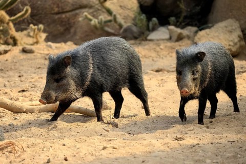 Collared peccary (Peccari angulatus), adult, running, pair, two, foraging, South America