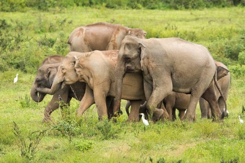 Indian elephants (Elephas maximus indicus), Khiri Khan, Hua Hin, Kui Buri National Park, Thailand,