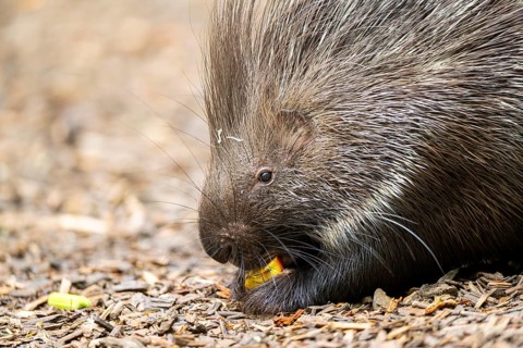 Old World porcupines (Hystrix cristata), Germany, Europe