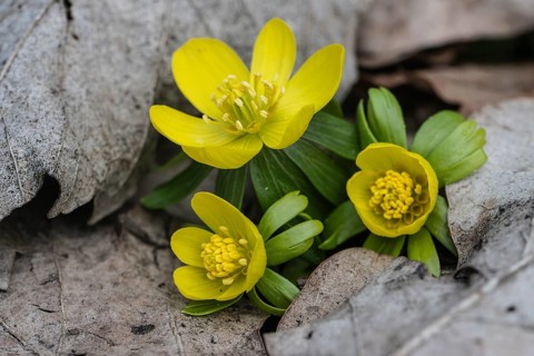 Winter aconite (Eranthis hyemalis), Emsland, Lower Saxony, Germany, Europe