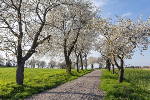 Old cherry tree avenue (Prunus) in bloom, Klipphausen, Saxony, Germany, Europe