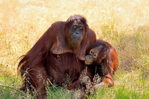 Borneo Orang Utan (Pan Paniscus), adult, female, mother, juvenile, suckling, on ground, social