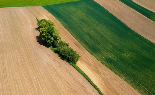 Drone view, group of trees on a ploughed field, agricultural landscape, Innviertel, Upper Austria,