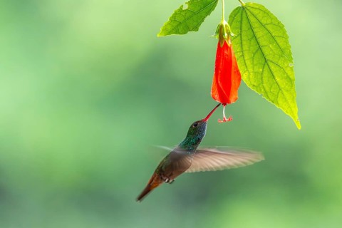 Brown-tailed Amazon (Amazilia tzacatl), Hummingbird (Trochilidae), Swiftbirds (Apodiformes), Laguna