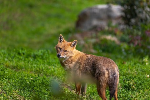 One golden jackal (Canis aureus) standing on green grass on a sunny day