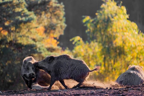 Two wild boars or wild pigs (Sus scrofa) fight in a clearing on hilly terrain. In the background