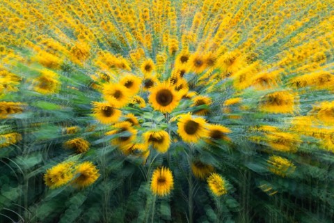 Sunflowers (Helianthus annuus), an abstract image of a crop of flowering plants, Hesse, Germany,