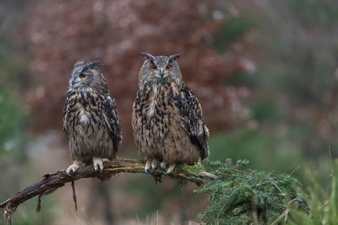 One female and one male Eurasian Eagle Owl, Bubo bubo, perched on a branch. A forest in autumn