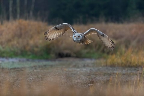 One Siberian Eagle Owl (Bubo bubo sibiricus) flying over tall reed grass lakeshore on an autumnal
