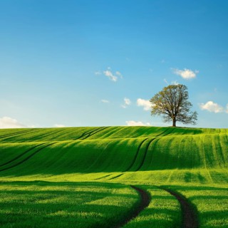 Solitary oak tree in the evening light, green field with rolling hills in spring, near Triptis,