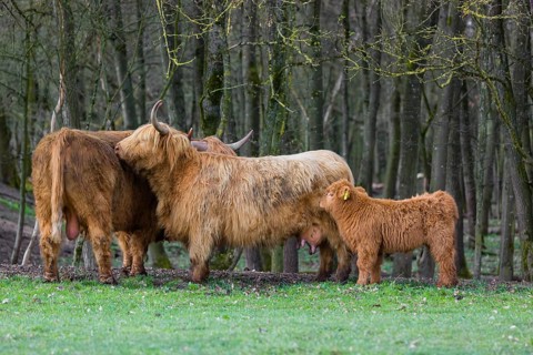 A family of Highlands (Bos (primigenius), a bull, a cow and a calf stand at a forest edge