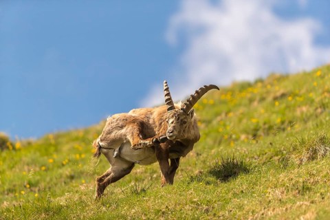 Oneyoung adult ibex (Capra ibex) standing on a steep green meadow with blue sky in the background,