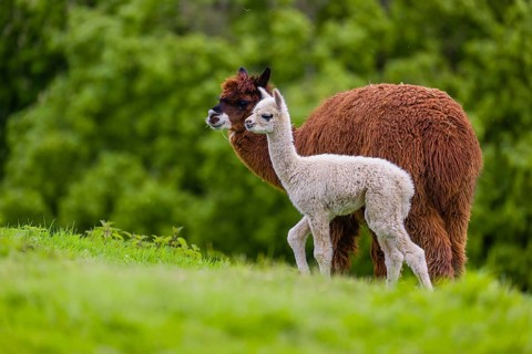 One brown female Alpaca (Vicugna pacos) stands with her young on a fresh green meadow . A green