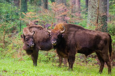 An adult male and female European bison (Bison bonasus) stand in a clearing in a dense forest