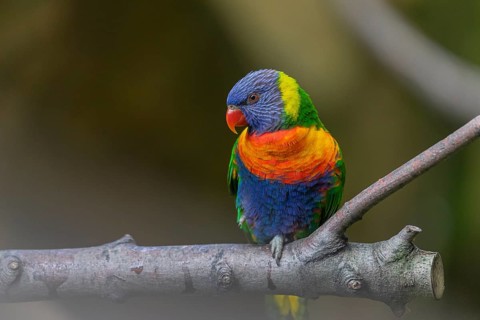One Rainbow lorikeet (Trichoglossus moluccanus) sitting on a branch. Green vegetation in the