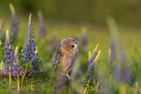One young Ural owl (Strix uralensis) sitting on a branch lying in a field of flowering lupines in
