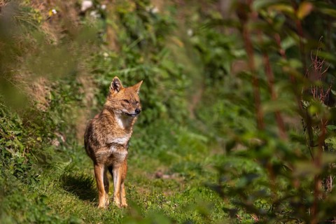 One golden jackal (Canis aureus) walking through dense green vegetation