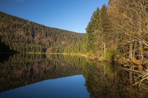 Lake Großer Arbersee in autumn. The surrounding forest is reflected in the mirror like surface of