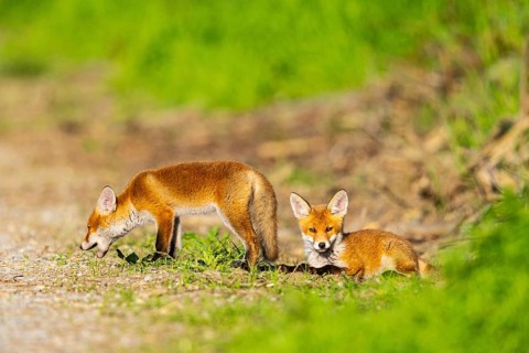Fox (Vulpes vulpes) puppies Germany
