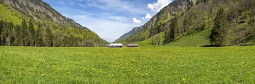 Flowering dandelion meadow (Taraxacum), Trettachtal near Oberstdorf, Allgäu, Bavaria, Germany,