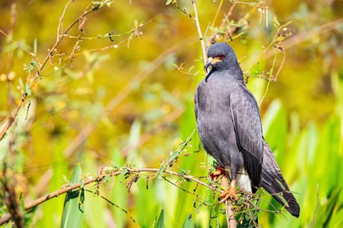 Snail Buzzard (Rostramus sociabilis) Pantanal Brazil