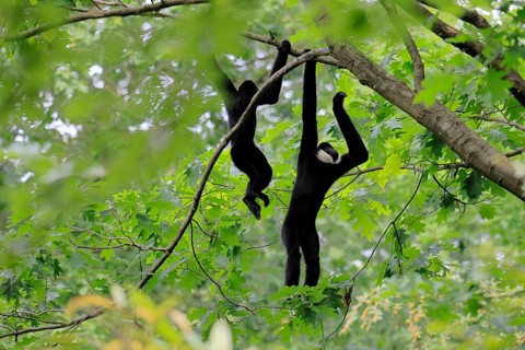 Northern white-cheeked gibbon (Nomascus leucogenys), adult, male, two males, on tree, hanging, food