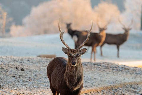 Four Japanese sika deer stags (Cervus nippon nippon) stand on a meadow in hilly terrain. A forest