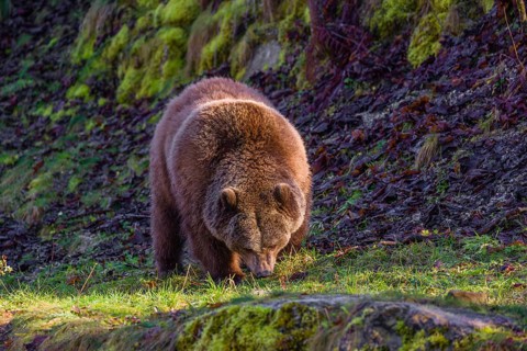 An adult female brown bear (Ursus arctos arctos) walks through hilly terrain with trees and rocks