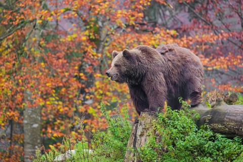 An adult female Eurasian brown bear (Ursus arctos arctos) stands among rotting, fallen trees on a