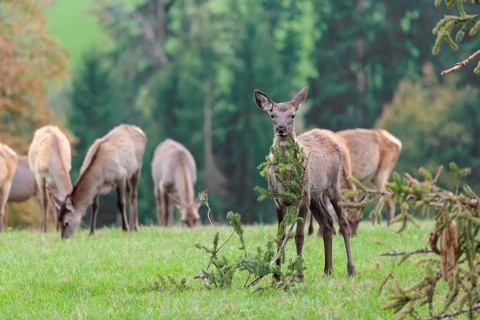 An young Altai maral hind, Altai wapiti or Altai elk (Cervus canadensis sibiricus) stands in a