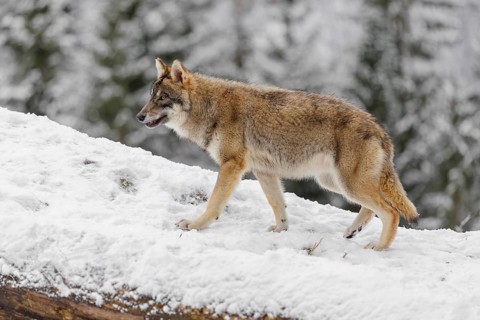 A young grey wolf (Canis lupus lupus) runs across the sloping, snow-covered meadow at the edge of a