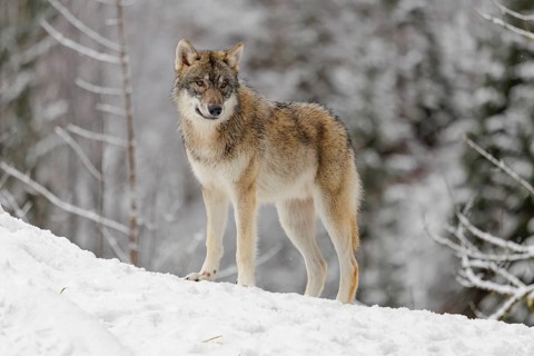 A young grey wolf (Canis lupus lupus) runs across the sloping, snow-covered meadow at the edge of a
